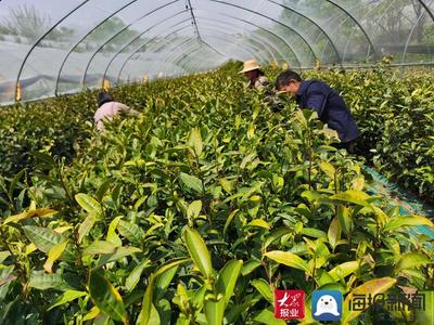 “白露”飄香 費縣春曦茶業(yè)以技術創(chuàng)新驅(qū)動白茶產(chǎn)業(yè)升級與生物有機肥料研發(fā)